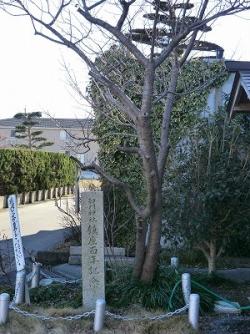 『鎮座百年記念』の石碑と桜の木