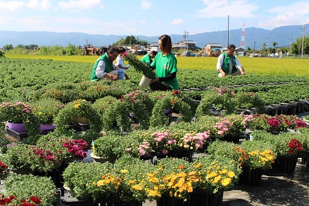 けんがい菊　6号鉢の生産は日本一を誇ります。色は赤色と黄色が主流で9月中旬から10月中旬がピークです。