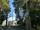 神社入口にある大きな楠の木