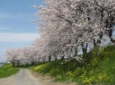 輪中堤に咲く桜　毎年4月初旬頃が見頃です。